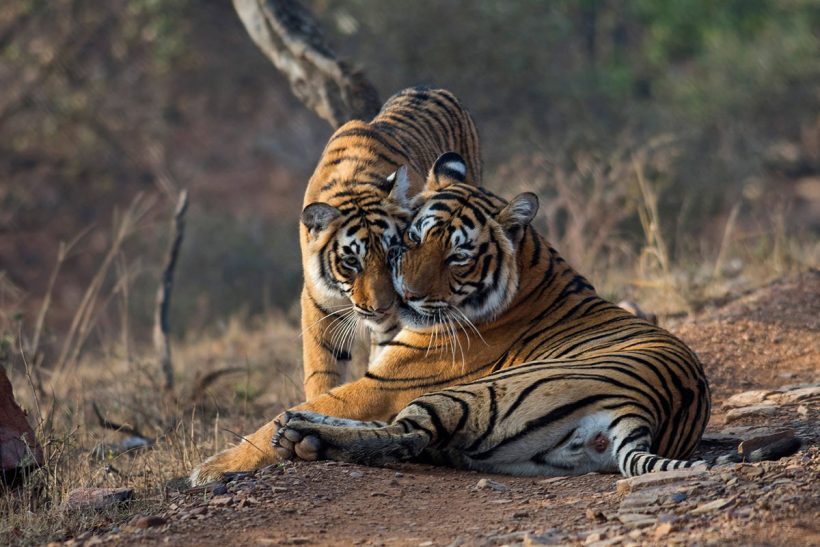 Hisa Potovanj Indija Ranthabore 2005 Tiger 2