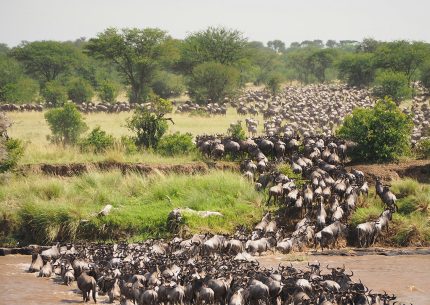 Kenija - nepozabni kenijski safari - individualni odhodi